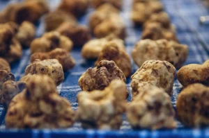 White truffles neatly lined and organised on a cloth.