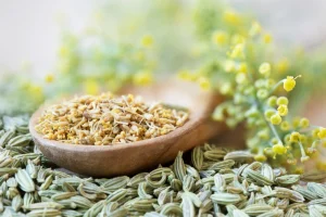 Fennel in a wooden bowl surrounded by fennel plant