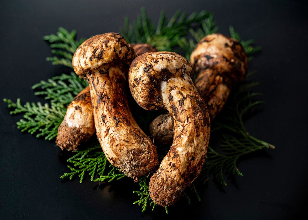 Four matsutake mushrooms with herbs behind them on a black background.