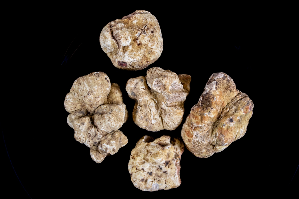 Five white truffles on a black background.
