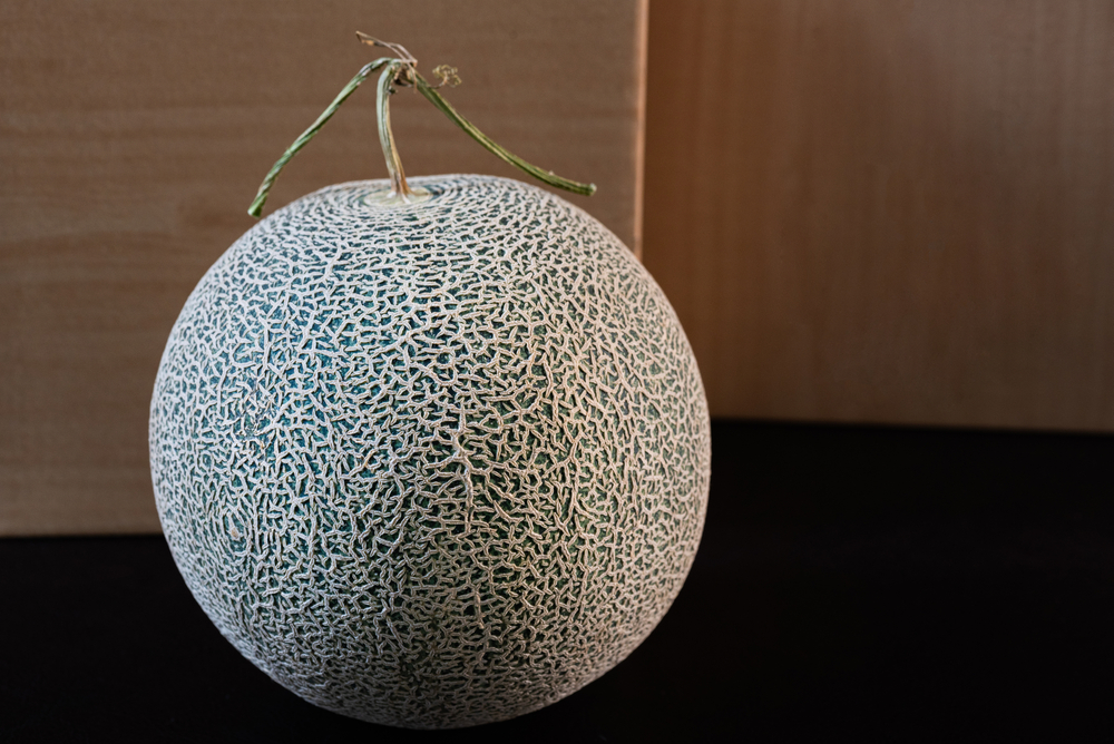 Yubari King Melon whole with its stalk split into three coming out the top of it.