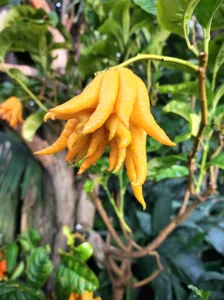 Yellow Buddha's hand citrus fruit growing.